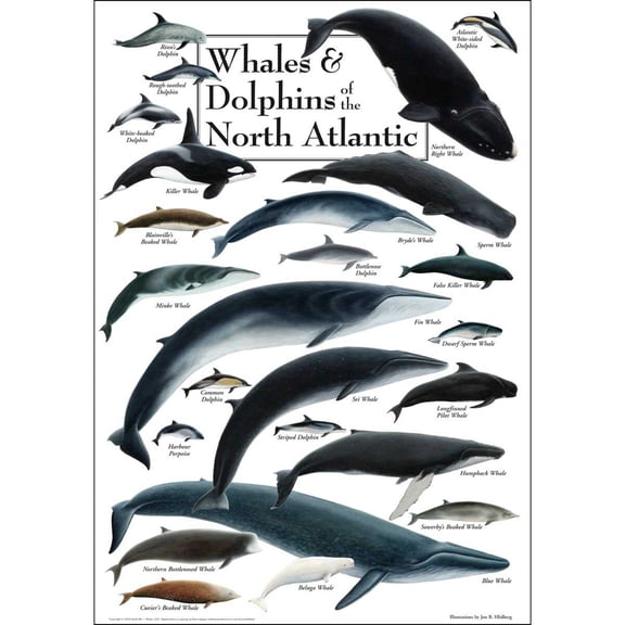Whales & Dolphins of the North Atlantic Puzzle