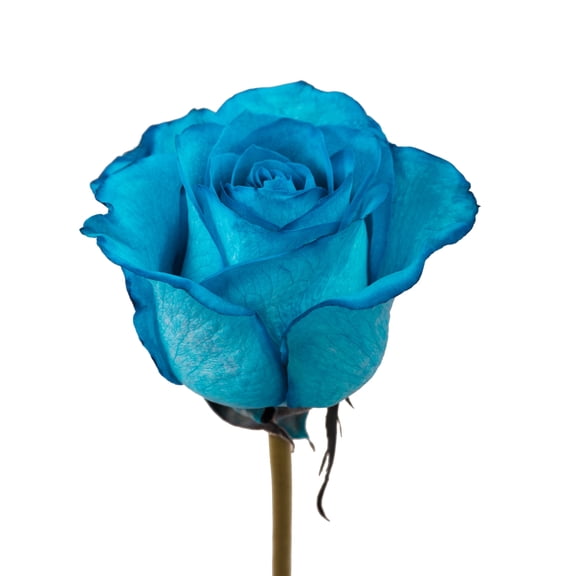 Tinted Turquoise Roses 50 Stems of Farm Direct Fresh Cut Flowers by Bloomingmore