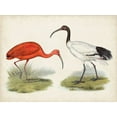 thumbnail image 2 of Unknown  18x15 Black Ornate Wood Framed with Double Matting Museum Art Print Titled - Antique Waterbirds II, 2 of 4