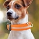 thumbnail image 3 of Collar LED USB para perro Collar LED brillante Collar recargable (M) Naranja, 3 of 6