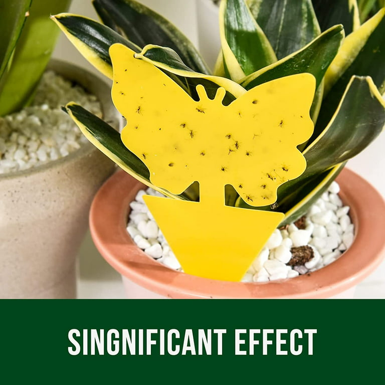 Trappify Sticky Gnat Traps for House Indoor - Yellow Fruit Fly Traps for  Indoors/Outdoor Plant - Insect Catcher White Flies, Mosquitos, Fungus Gnat