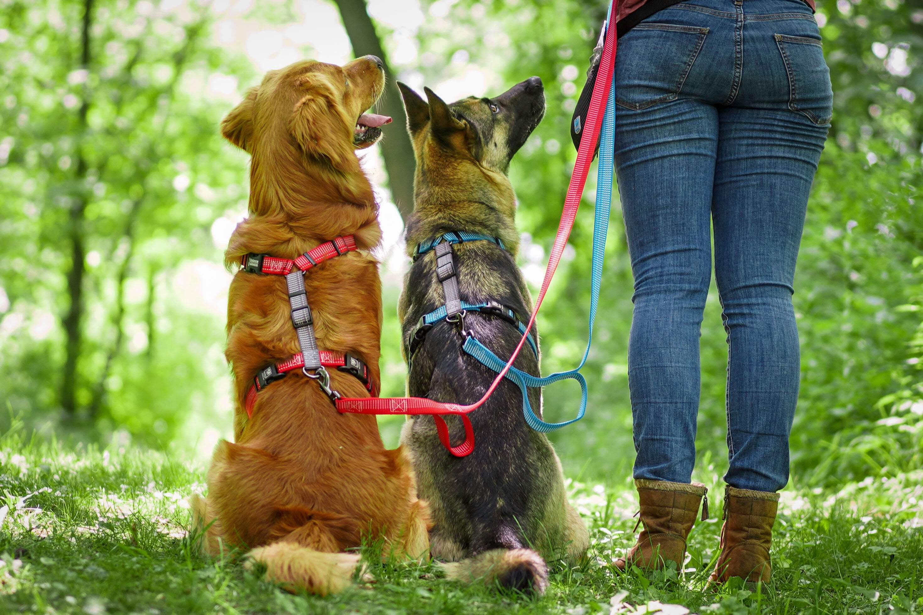 Blue-9 Reflective Buckle-Neck Balance Harness, Fully Customizable Fit No-Pull Harness with 3M Reflective Stitching, Ideal for Dog Training and Obedience, Made in The USA, Red, Medium/Large