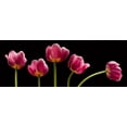 thumbnail image 2 of Seidman, Barry 18x9 Gold Ornate Wood Framed with Double Matting Museum Art Print Titled - Five Tulips, 2 of 4