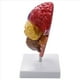 thumbnail image 5 of 3X Modelo Anatómico Cerebral Anatomía 1: 1 Medio Cerebro Tallo Cerebral Suministros de Laboratorio de Enseñanza Médica, 5 of 5