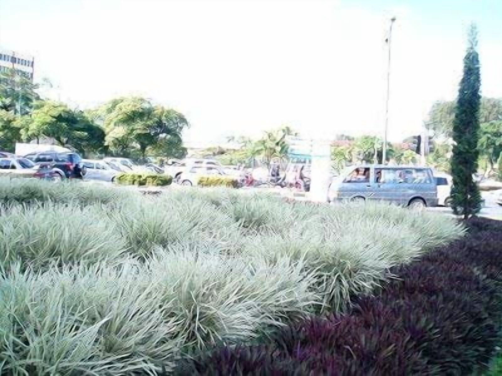 Flax Lily  Variegated Dianella Tasmanica Variegata  3 Live Plants  Evergreen Shade Loving Grass