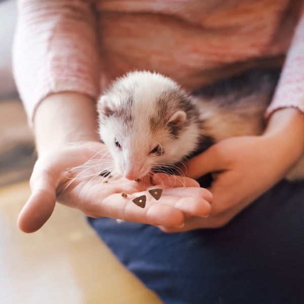 (4 pack) Menu Gold Ferret Diet, 3 lb