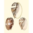 thumbnail image 3 of Vision Studio 19x24 Black Modern Framed Museum Art Print Titled - Splendid Shells VI, 3 of 5
