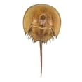 thumbnail image 2 of Californian Horseshoe Crab White Wall Decal by Wallmonkeys Peel and Stick Graphic (48 in H x 25 in W) WM170640, 2 of 4