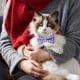 thumbnail image 5 of Bufanda gris para mascotas, ropa tejida para gatos y perros, bufanda para gatos, bufanda cómoda para mascotas 2089, 5 of 5