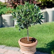 Brighter Blooms - Koroneiki Greek Olive Tree, 3-4 ft. - No Shipping To AK, AZ, HI