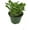 1 Plant, variant on Jade Plant - Live Plant in a 6 Inch Pot - Crassula Ovata - Beautiful and Unique Cactus Succulent