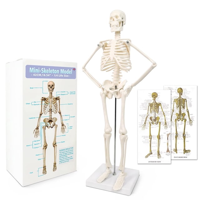 Modelo científico de esqueleto humano New Horizon de 45 cm con brazos móviles