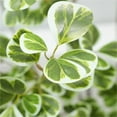 thumbnail image 6 of Huisuilinss Artificial Ficus Tree with Heart-Shaped Leaves-Lush & Full branched,Tall Luxurious Faux Heart-Leaf Ficus Tree,Large Simulated Ficus Tree With Smooth And Shiny Leaves For Home Office Decor, 6 of 7