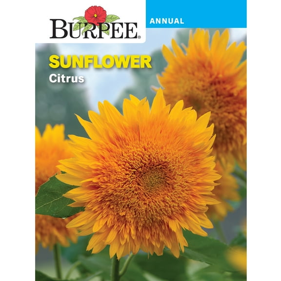 Burpee Citrus Sunflower Flower Seed, 1-Pack