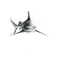 thumbnail image 2 of Art.com Shark 2 Art Print by Alexis Marcou, 18" x 24", 2 of 4