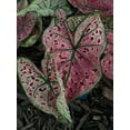 thumbnail image 2 of Blue Buddha Farm: Splash of Wine Caladium (2 Bulbs) - Easy to Grow Indoor or Outdoor Perennial Plant, 2 of 8
