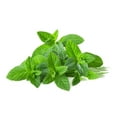 thumbnail image 2 of Seeds are Easy-Mint Tea, 2 of 2