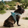 thumbnail image 2 of Use Dog Training Safety Rope To Run, Explosion-proof Shock Absorption Buffer High Elastic Pet Traction Rope, R436, 2 of 7