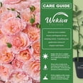 thumbnail image 6 of Grace De Monaco Rose Bush - Live Starter Plant in a 2 Inch Growers Pot - Beautifully Fragrant Hybrid Tea Rose from Florida - A Versatile Beauty with a Rich Fragrance, 6 of 6