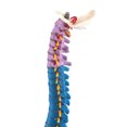 thumbnail image 4 of ziyahi Colonne Vertébrale Détacher Modèle Léger Outils d'Enseignement Enseignent des Ressources Large Application Modèles Flexibles Étudiants, 4 of 6