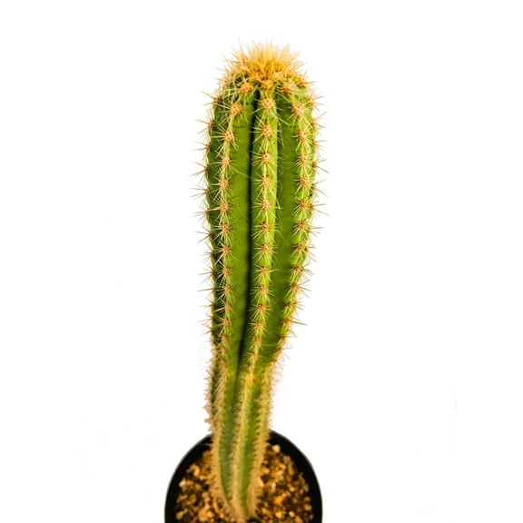 Pilosocereus pachycladus ssp. pernambucoensis