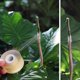 thumbnail image 3 of 100/120/ 200M /Roll Grafting Tape Garden Tools Fruit Tree Secateurs Engraft Branch Gardening bind belt PVC tie Tape, 3 of 5