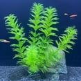 thumbnail image 1 of Fish Tank Simulation of Aquatic Plants, 1 of 1