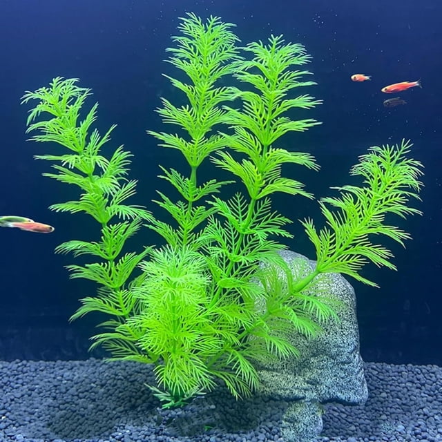 Fish Tank Simulation of Aquatic Plants