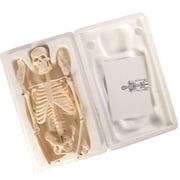 Skeleton Model，Learning Mannequin Full Body,Miniature Model, Easy to Manipulate,17 inches