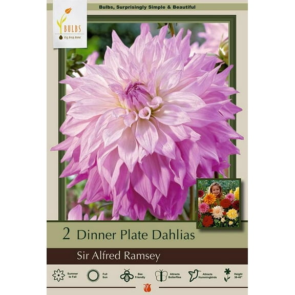 Sir Alfred Ramsey Dinnerplate Dahlia - 2 Bulb Clumps