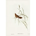 thumbnail image 2 of Gould, John 11x14 Black Modern Framed Museum Art Print Titled - Great Warbler-Cysticola magna, 2 of 4