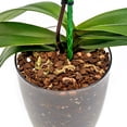 thumbnail image 3 of Premium Orchid Soil Mix by Gardenera Labs - Hand Mixed New Zealand Pinus Radiata 100% Natural Potting Soil Bark Mix - for Phalaenopsis Orchid - 5 Quart - Made in USA, 3 of 5