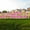 Bright Pink Faux Glitter, variant on Vispronet Happy Retirement Yard Sign, 18in Sign, 4mm Corrugated Plastic Material (Black)