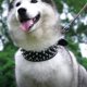 thumbnail image 4 of CHAO Collar para perros con pinchos, apto para perros grandes y medianos, 51 cm, color negro, 4 of 4