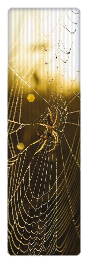That Company Called If 34524 National Geographic 3-D Bookmark - Spider On Web