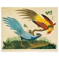 thumbnail image 2 of Raineri, Carlo, Vittorio 24x20 White Modern Wood Framed Museum Art Print Titled - Golden and Silver Pheasant, 2 of 4