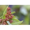 thumbnail image 6 of Organic Tri-color Quinoa, 20 Pounds — Non-GMO, Kosher, Raw, Vegan, Sproutable — by Food to Live, 6 of 6