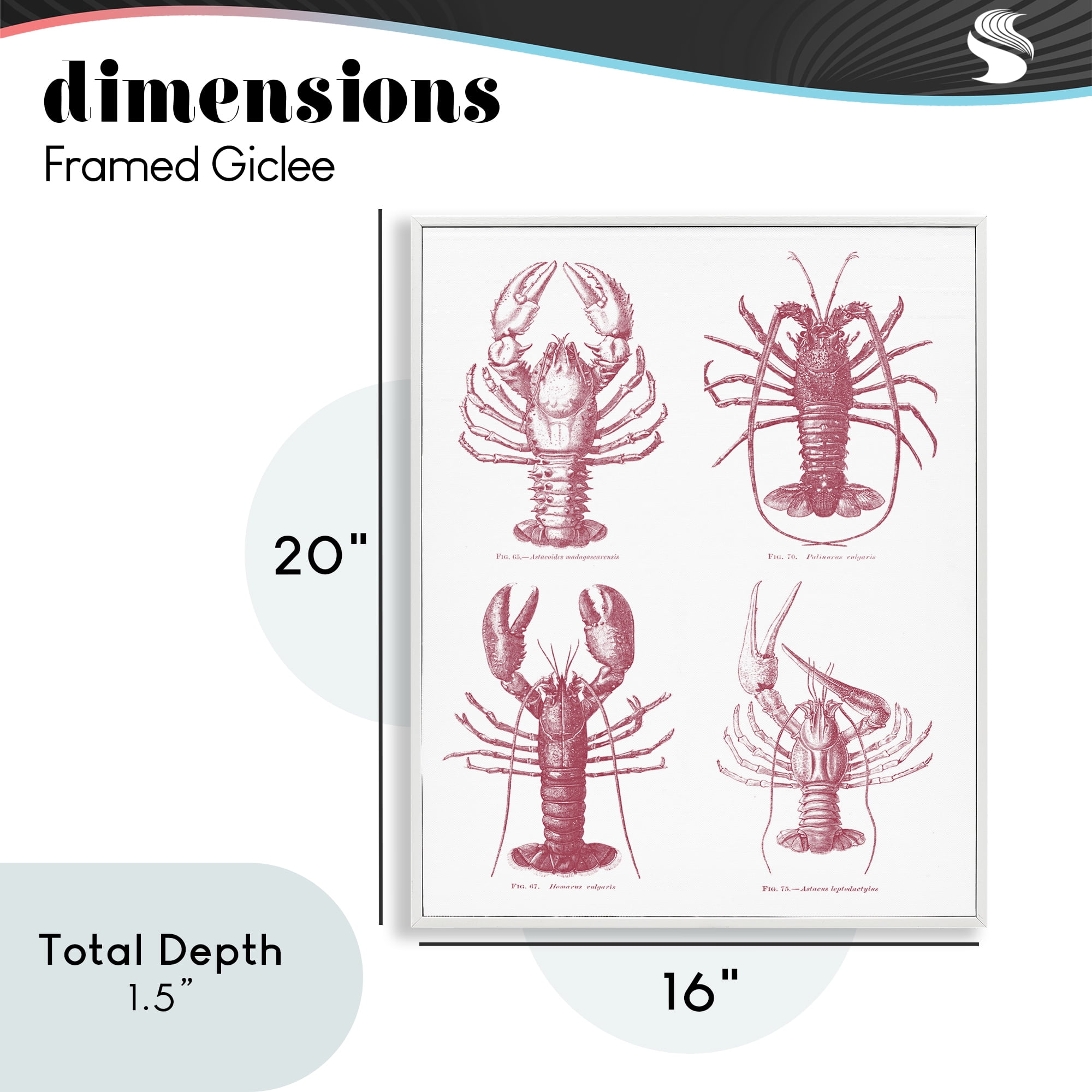 Timeless Lobsters Species White Framed Giclee Art, design by Lettered and Lined