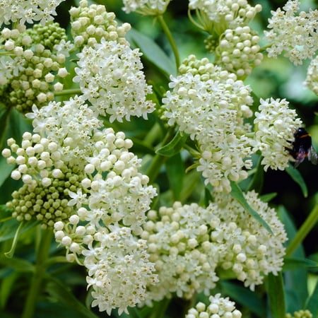 Ice Ballet Butterfly Weed Flower Root - Attracts Butterflies and Hummingbirds - Deer Resistant - Perennializing - Easy to Grow Live Plants - Outdoor Garden