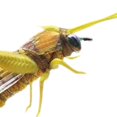 thumbnail image 3 of LOVIVER ing Lure Bionic Locust Bait for Tilapia White Striped Mandarin Yellow, 3 of 8