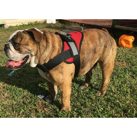 Big Dog Soft No Pull Harness Size:XXLarge Color:Black, XXL: Girth fits 40-48 in By