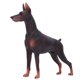 thumbnail image 2 of Simulación Perro Modelo Animal Estatua Niños Niños Juegan Juguetes Educativos Regalo Marrón, 2 of 7