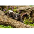 thumbnail image 2 of Jaynes Gallery 24x17 White Modern Wood Framed Museum Art Print Titled - Minnesota-Pine County Striped skunk kits on log, 2 of 4