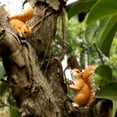 thumbnail image 2 of Cute Squirrel Resin Statue Suitable for Garden Yard Outdoor Tree or Fence, 2 of 8
