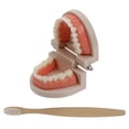 thumbnail image 4 of Communication Tooth Model For Children Learning 9.00X7.00X5.30CM 1 Set, 4 of 5