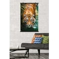 thumbnail image 3 of Tigre - Eau, 3 of 4
