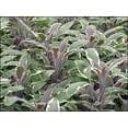 thumbnail image 5 of Clovers Garden Tricolor Sage Plant– Two (2) Live Plants – Not Seeds –Each 4"-7" Tall-in 3.5 Inch Pots, 5 of 5