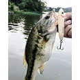 thumbnail image 2 of Heddon Super Spook Jr Fishing Lure Hard bait Blue Shore Shad 3 1/2 in 1/2 oz, 2 of 3