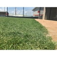 thumbnail image 5 of Barenbrug Turf Savor RTF Grass Seed Blend with Yellow Jacket Seed Coating, 25lb, 5 of 5