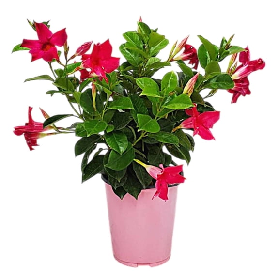 Tropical Plants of Florida 12" to 16" Pink Dipladenia Bush; Flowering Plant, 6" Growers Pot